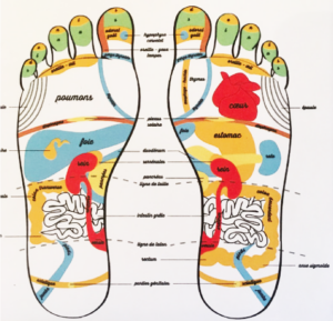 réflexologie plantaire - cartographie des organes