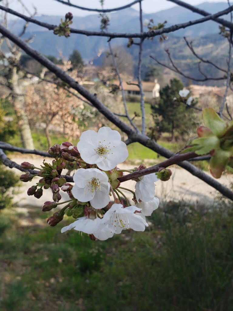 Le buisson au printemps