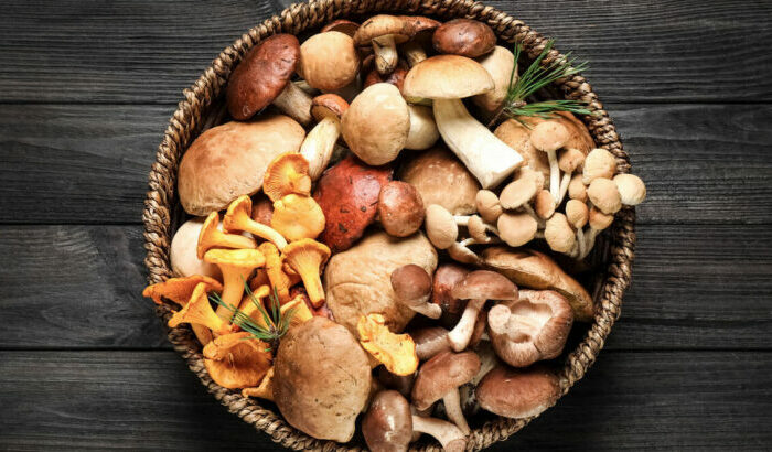 Les champignons, nos alliés santé !