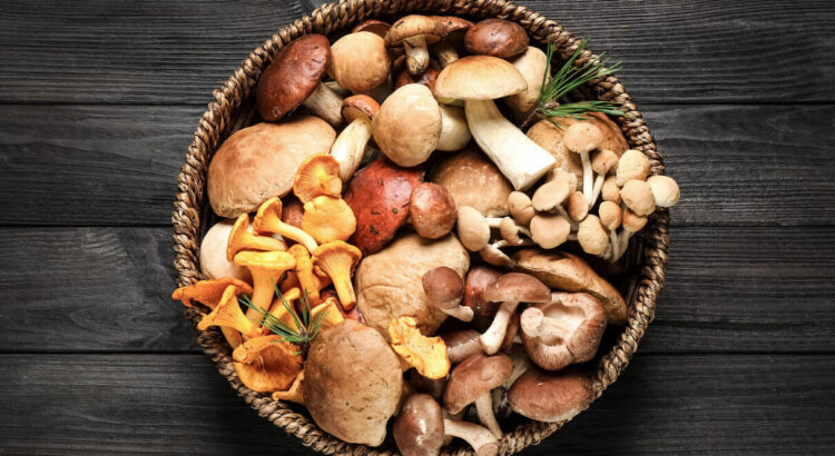 Les champignons, nos alliés santé !