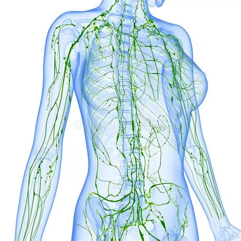 système lymphatique